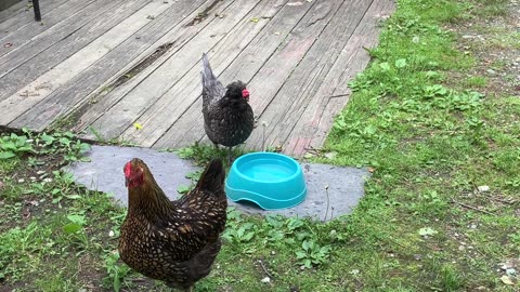 Chickens React to Crows 🐦‍⬛
