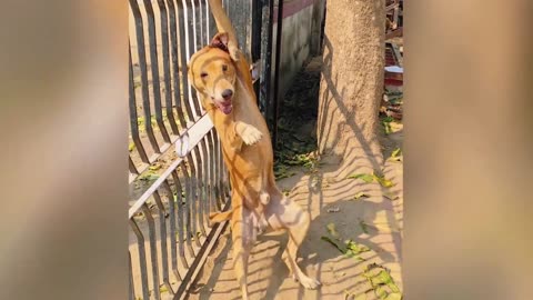 Stuck as if he were crucified... But help arrived in time! 💔🙏🐾