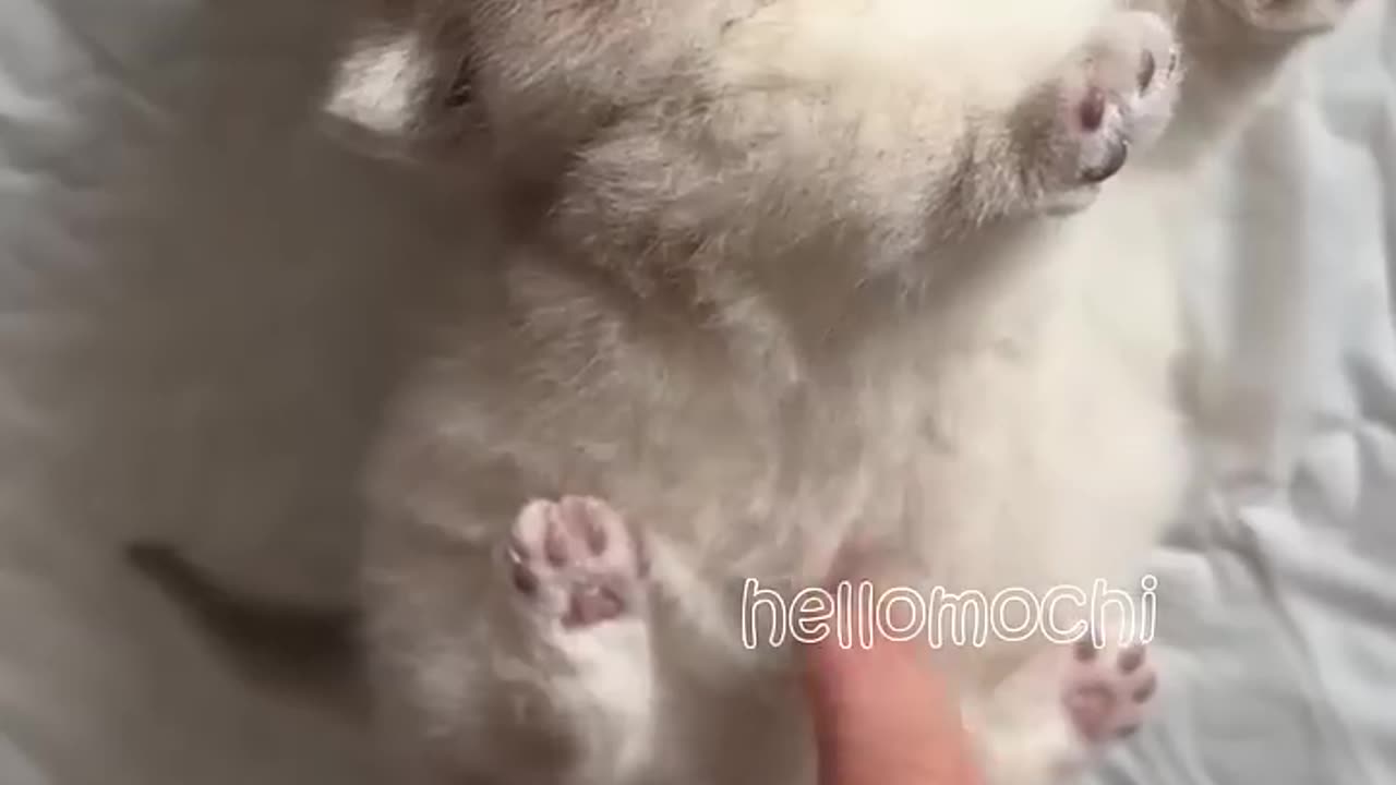cats baby cute