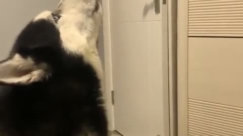 😂🐺 He Transforms Into a Wolf When My Phone Rings?! Must See! | FunFM