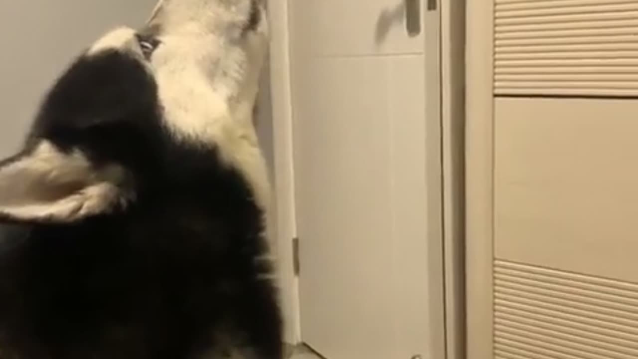 😂🐺 He Transforms Into a Wolf When My Phone Rings?! Must See! | FunFM