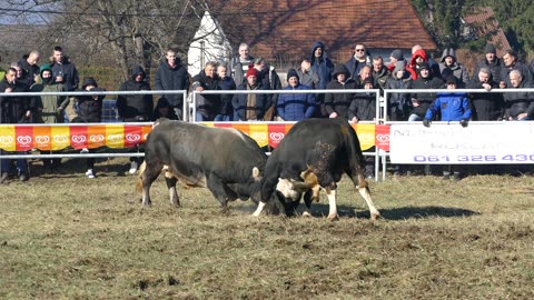 Bizon od Jukića vs Zećo od Inote i Josipa Vitez 2025