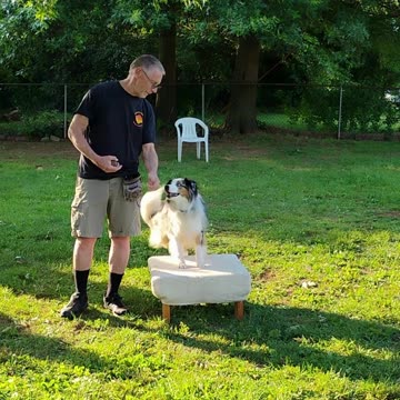 Shaping the Stay Cue short 6