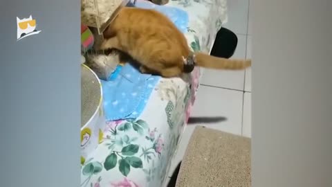 Hour of Funniest Animals 2025 - Funniest Cats and Dogs