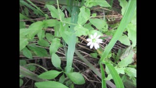 Emotional Balance Chickweed July 2024