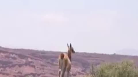 guanaco