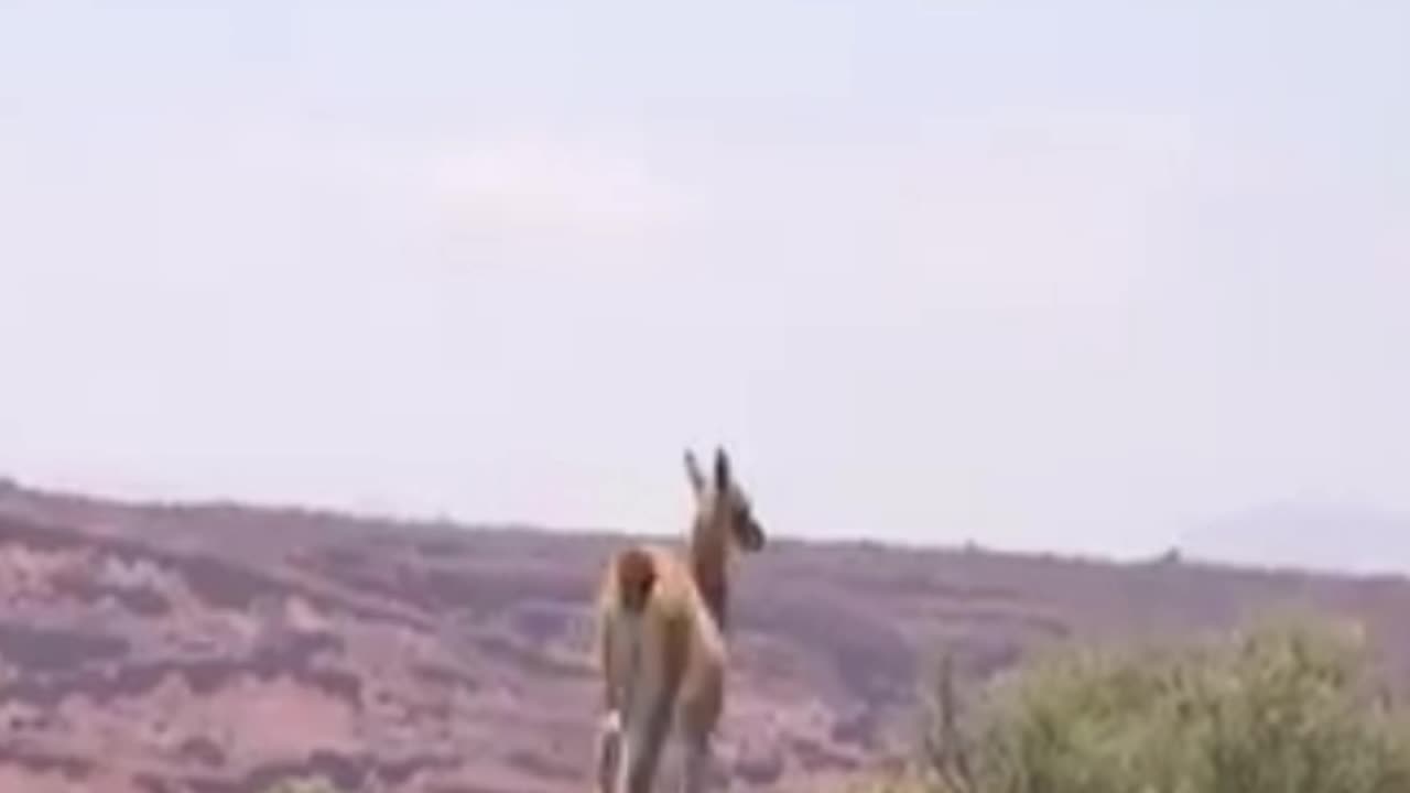 guanaco