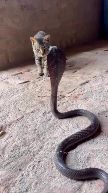 Brave Cat Confronts Cobra to Protect Its Owner!"