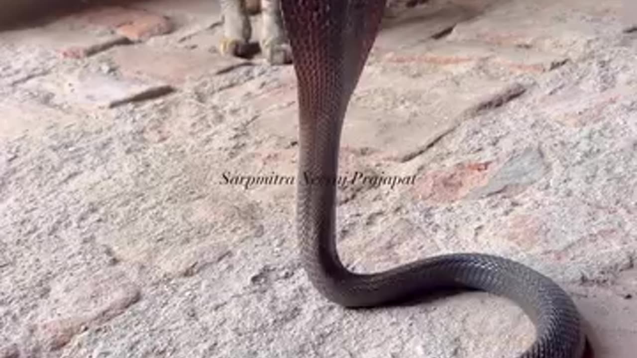 Brave Cat Confronts Cobra to Protect Its Owner!"