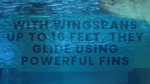 This Animal Can “Fly” Underwater! 🌊