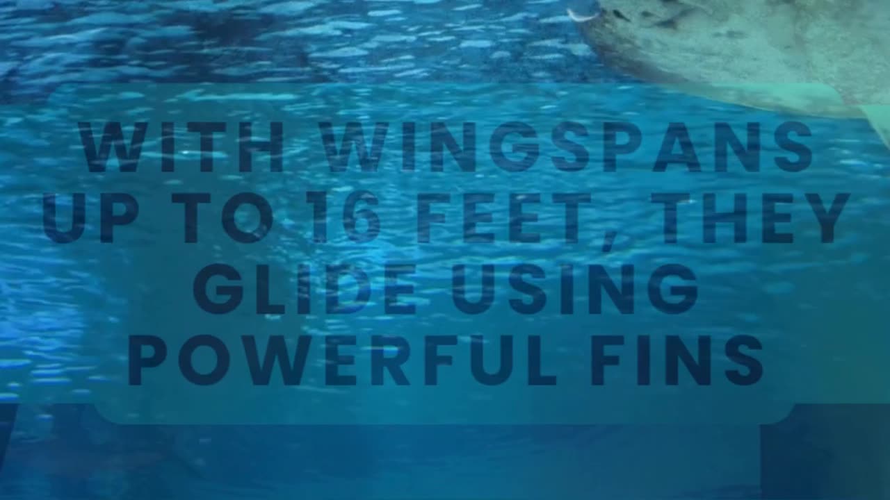 This Animal Can “Fly” Underwater! 🌊