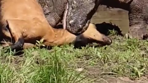 A Real Wild Animal Life !!
