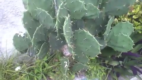 Cactus is seen on the side of the sidewalk, its thorns are very sharp [Nature & Animals]