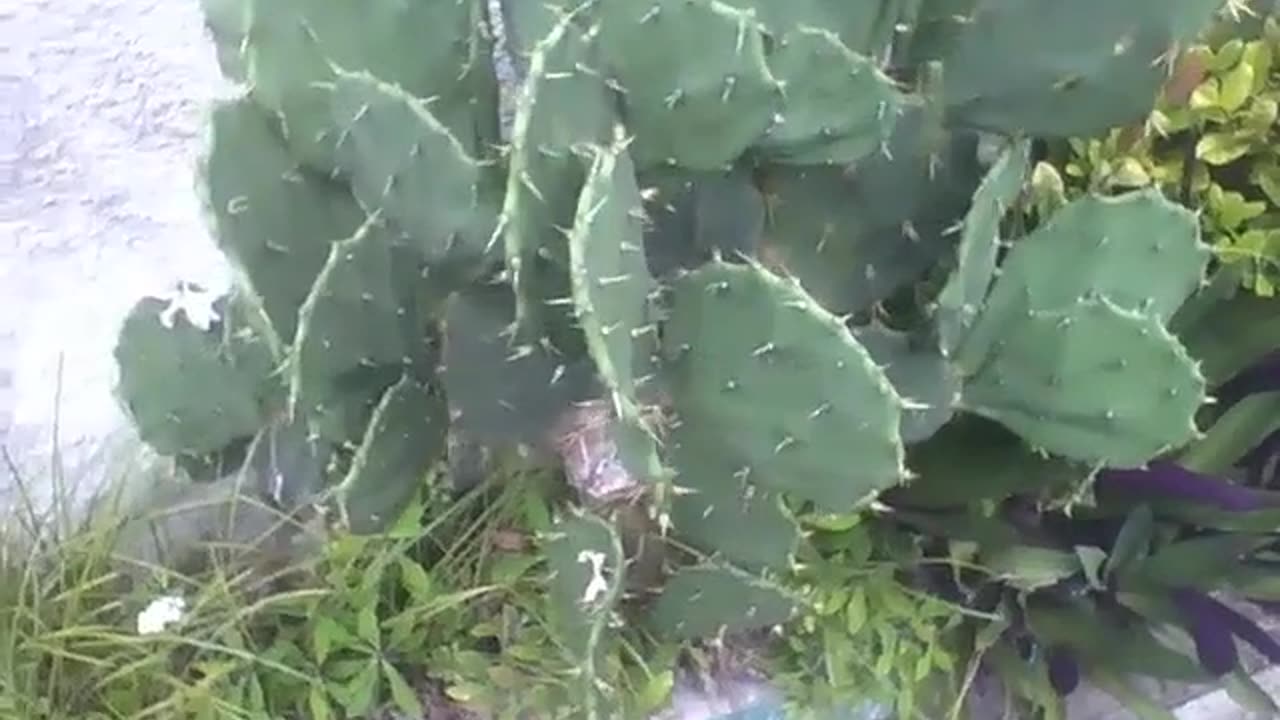 Cactus is seen on the side of the sidewalk, its thorns are very sharp [Nature & Animals]
