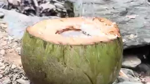 Amazing: How to Cook Rice in a Coconut #bushcraft #cooking #camping