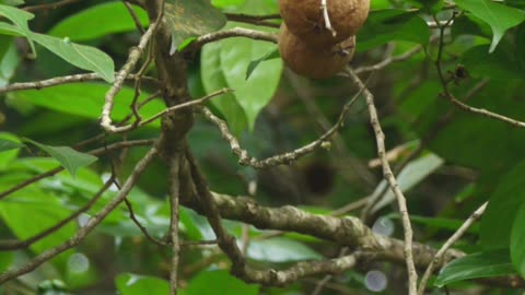 A Girl Who Found Cure for Leprosy I Alice Ball
