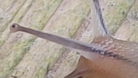 Snail makes the journey of a lifetime
