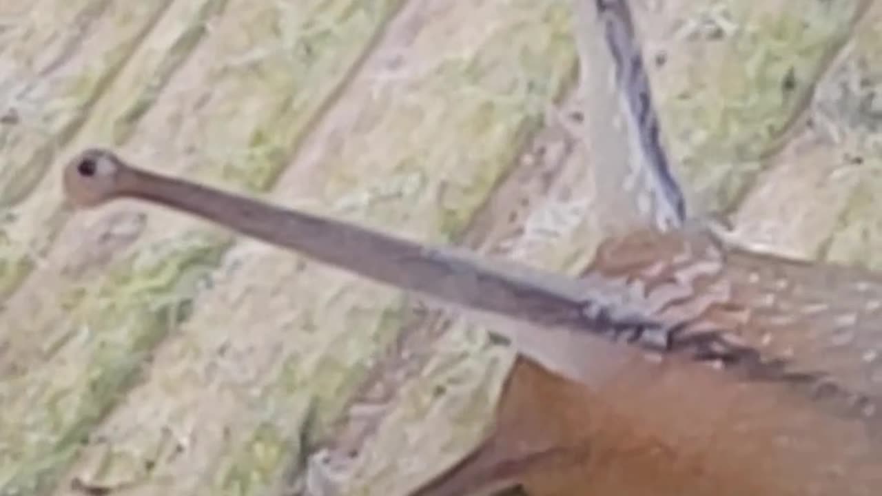 Snail makes the journey of a lifetime