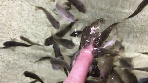 Acuario Michin (Guadalajara, Jalisco, Mexico) 3