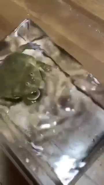 Funny Animal Fails & Jumpscares Compilation