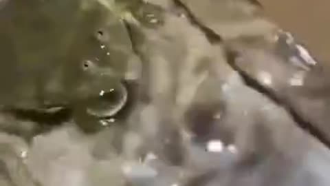 Funny Animal Fails & Jumpscares Compilation