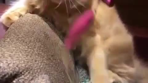 Cutest Baby Cat Ever