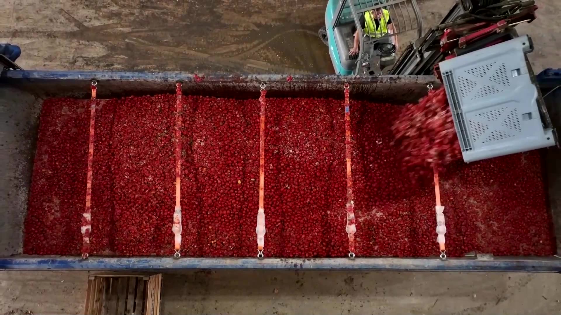 Special red delivery arrives for Spains annual tomato fight