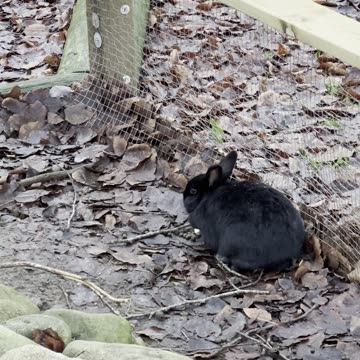Explorer Bunny in the Rock Garden 🌿