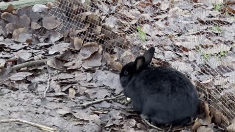 Explorer Bunny in the Rock Garden 🌿