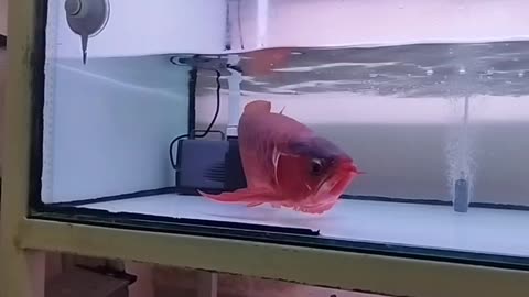 RED AROANA ORNAMENTAL FISH