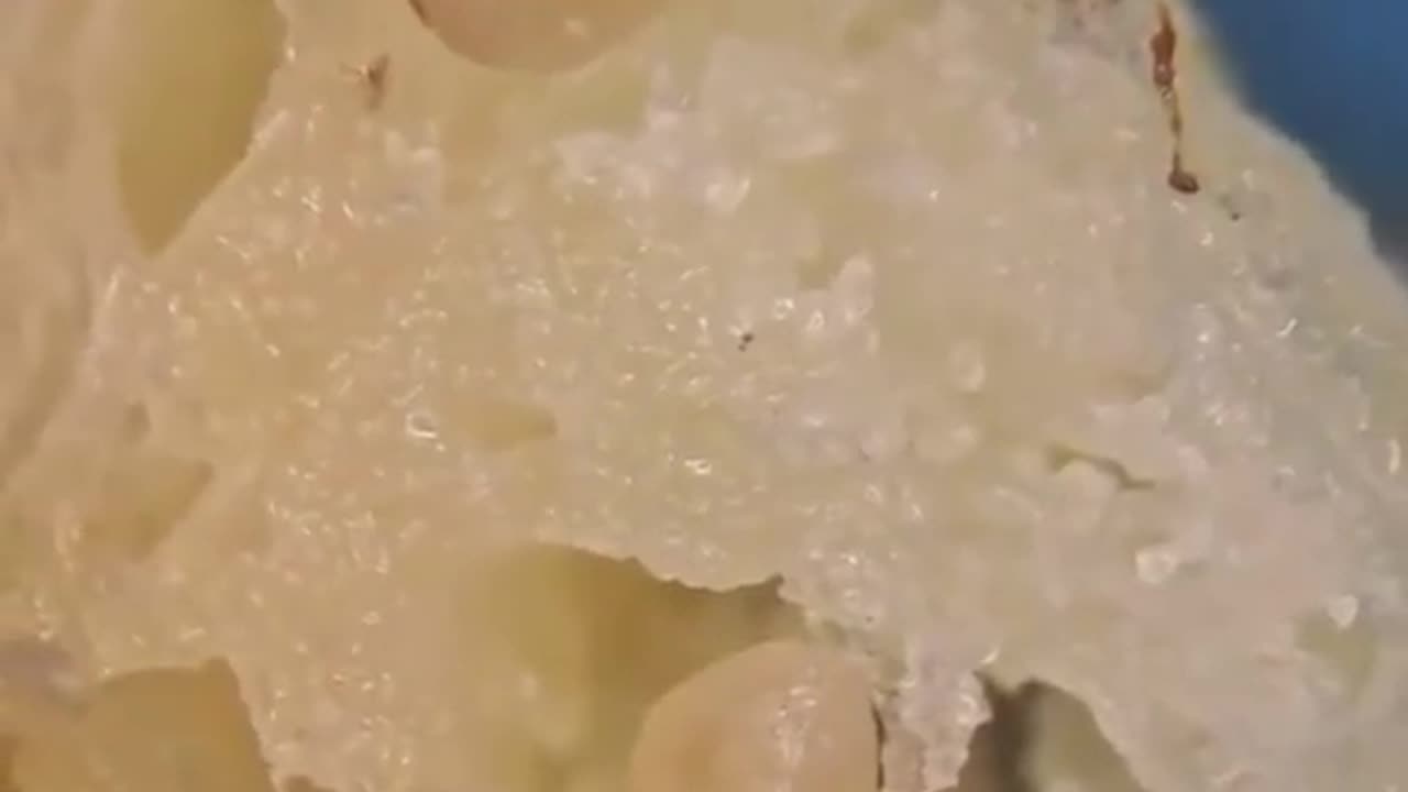 McDonald’s French Fries Under The Microscope! 🤢🤮