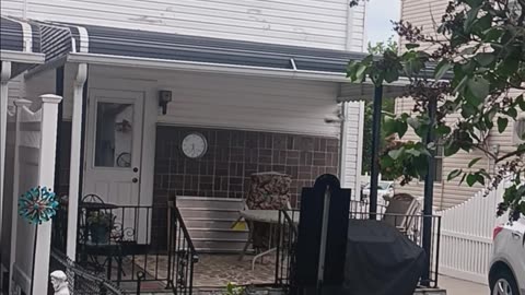 Mockingbird backyard
