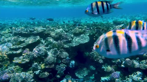 Beautiful fish in sea