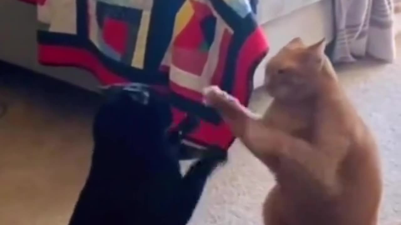 Crazy cat