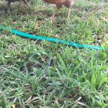 Feed the hen pasta, but it doesn’t like. 😅