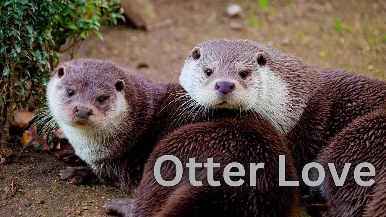 Otter Love