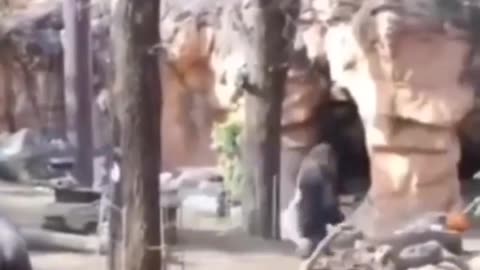 😂🦍 The Gorilla Dad's Love is Too Cute! | FunFM