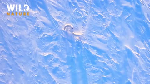Wild Siberia to Enjoy