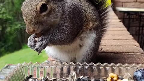 Mika The Squirrel trusted me to pet her; I'm so lucky