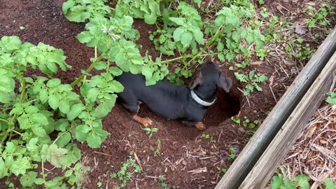 Dachshund vs. potato varmint