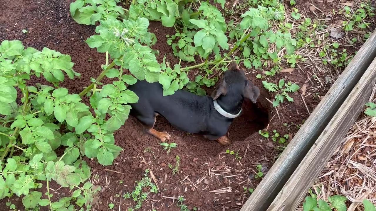 Dachshund vs. potato varmint