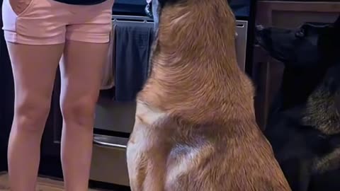 Dog's Comedy Videos 🤣 so cute videos 😍 funny videos 🤣