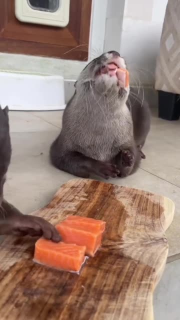 Baby otters having some sashimi 😍