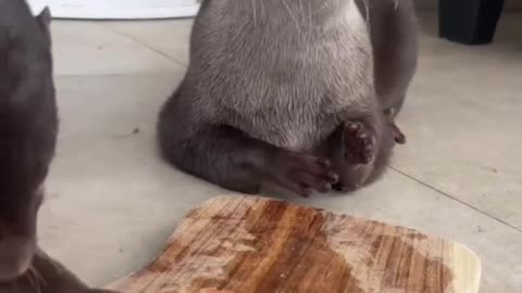 Baby otters having some sashimi 😍