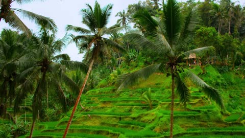 Smooth Flow House Journey