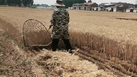 fast way to harvest rice