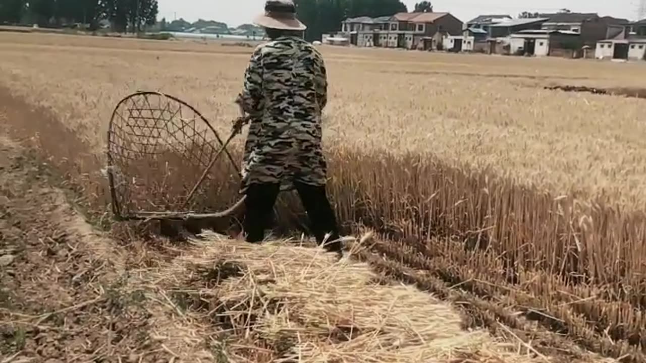 fast way to harvest rice
