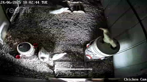 Millar Time Chicken Cam