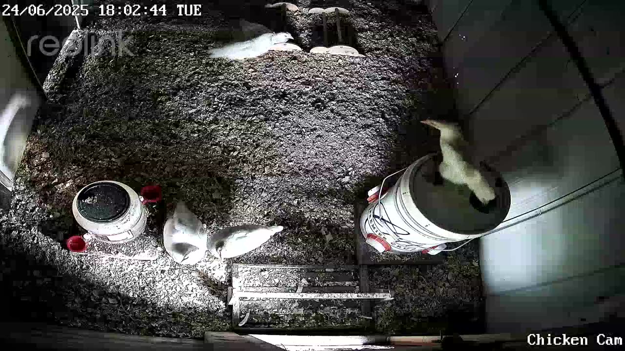 Millar Time Chicken Cam