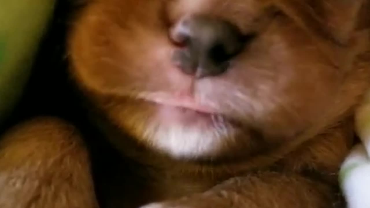 Cute puppy sleeping and dreaming